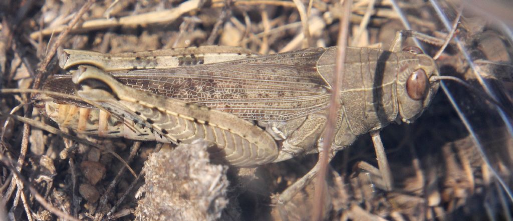 Acrididae 3
